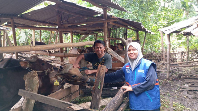 Bantuan Sapi dari DT Peduli dan BPKH Dorong Kesejahteraan Peternak di  Lombok 