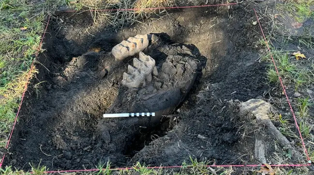 Fosil rahang mastodon ditemukan di halaman belakang rumah warga.  Foto: New York State Museum