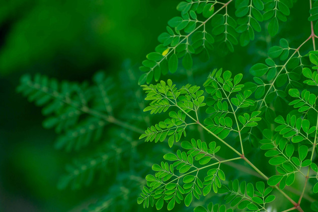 Ilustrasi Cara Keringkan Daun Moringa, Foto: Pexels/Homesh Nasre