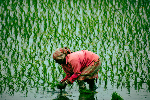 Ilustrasi Dampak Hama Keong, Foto: Pexels/Aniruddha Debnath