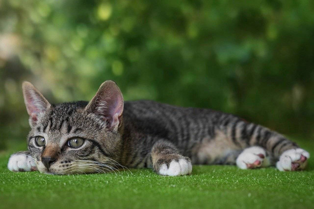 Ilustrasi penyebab telinga kucing panas, Foto: Pixabay/guvo59