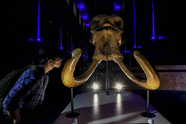 Pengunjung melihat kerangka kepala gajah purba (elephas hysudrindicus) pada pameran Indonesia, The Oldest Civilization on Earth?: 130 Years After Pithecanthropus Erectus di Museum Nasional Indonesia, Jakarta, Jumat (20/12/2024). Foto: Muhammad Adimaja/ANTARA FOTO