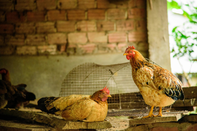 Ilustrasi Apakah pakan fermentasi baik untuk ayam petelur. Foto: Pexels.com/Xuân Thống Trần