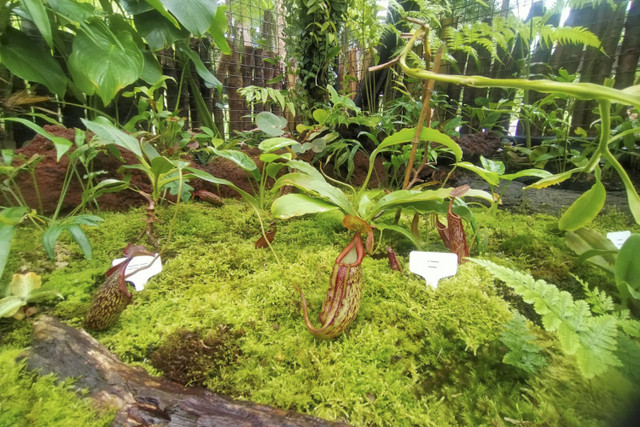 Rumah kaca Nepenthes menjadi destinasi wisata edukasi yang dihadirkan Kebun Raya Cibodas, Cipanas, Cianjur, Jawa Barat untuk menyambut wisatawan saat libur Natal dan Tahun Baru 2025. Foto: Dok. kumparan