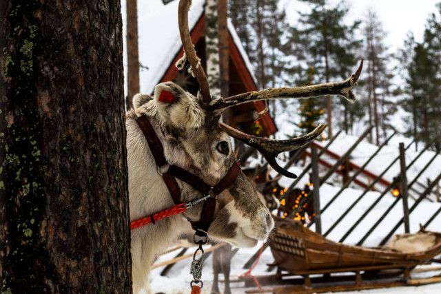 Ilustrasi nama rusa santa claus, foto: unsplash/shepherd