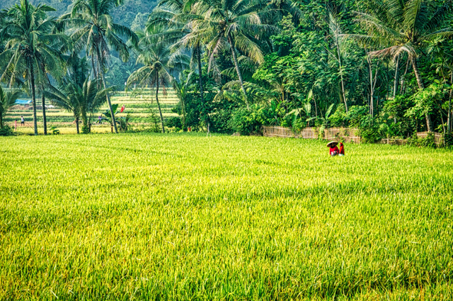 Ilustrasi Lahan Panen Padi di Indonesia (https://www.pexels.com/id-id/foto/lahan-tanaman-padi-3083008/)-Tom Fisk