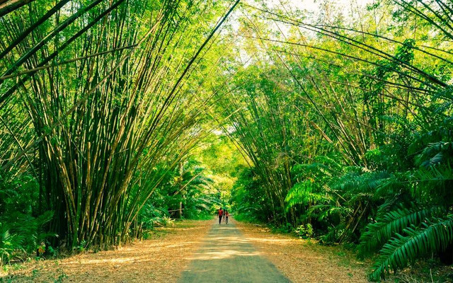 Hutan Bambu Keputih Tutup Jam Berapa. Foto hanya ilustrasi, bukan tempat sebenarnya. Sumber: pexels.com/Kenrick Baksh