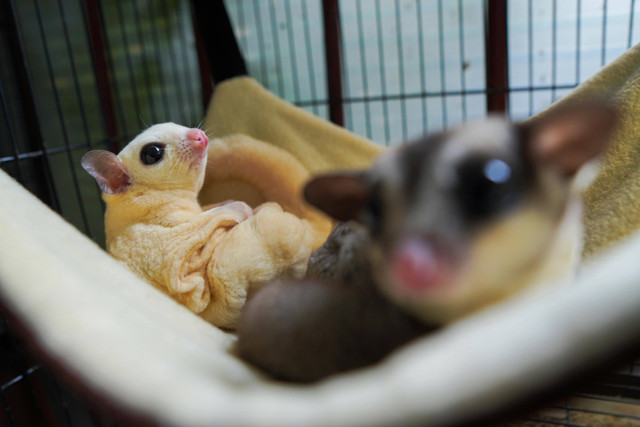 Ilustrasi Cara Memberi Makan Sugar Glider. Pexels/Indra Purwibowo