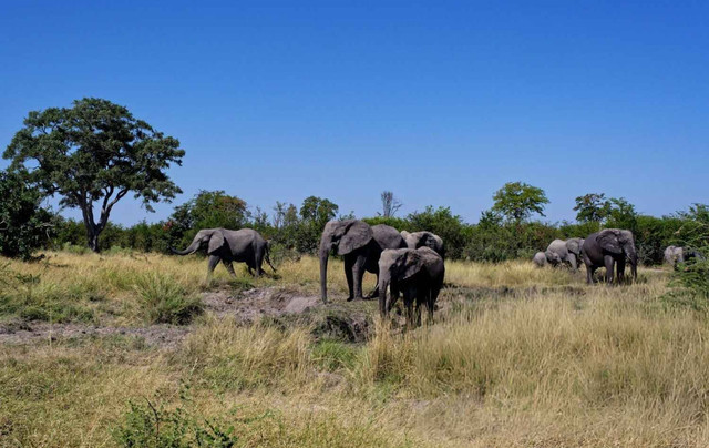 Gajah-gajah di Afrika. © Bonnafe Jean-Paul/Getty Images