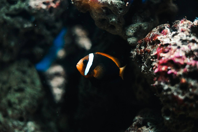 Rekomendasi Liburan Keluarga di Jawa Timur. Foto: Batu Secret Zoo. Sumber Unsplash Ferdy Tjiptoraharjo