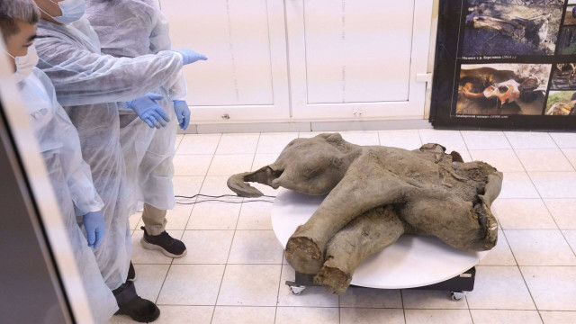 Bayi mammoth ditemukan di Siberia.  Foto: AFP