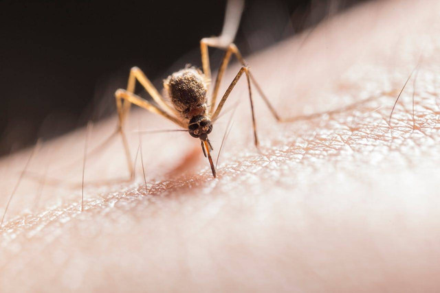 Apa tujuan surveilans malaria pada tahap pemeliharaan. Foto hanya ilustrasi, bukan yang sebenarnya. Sumber: Pexels/Jimmy Chan