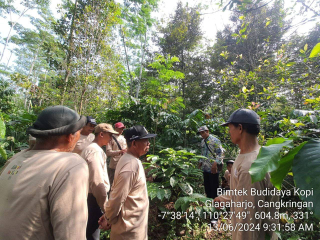 Suasana Bimbingan teknis pertanian kopi di Glagaharjo, Cangkringan, Sleman, Daerah Istimewa Yogyakarta (DIY).Foto: DP3 Sleman