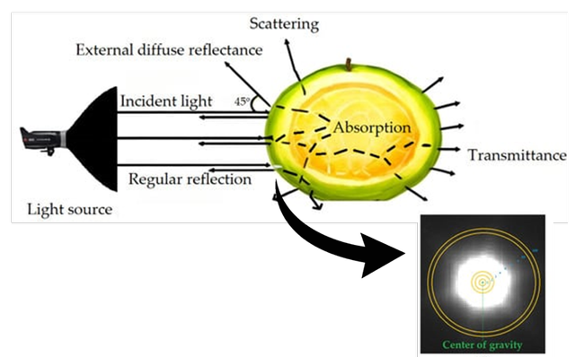 Sumber: Konsep teknologi backscattering pada buah. Gambar ini diperoleh dari Pham et al. (2024) dengan lisensi CC BY 4.0.