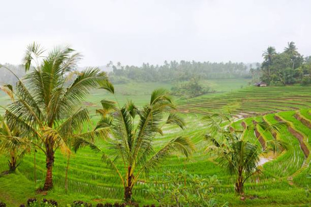 Hijau sawah di Bali (Sumber: IStock/Bicho_raro)