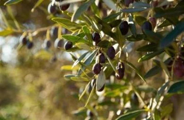 Buah Zaitun. Foto: Shutterstock