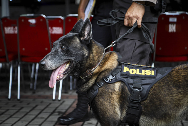 Anjing pelacak yang dibawa oleh Polisi untuk melakukan sterilisasi di Gereja Katedral, Jakarta, Selasa (24/12/2024). Foto: Iqbal Firdaus/kumparan