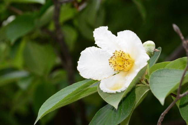 Ilustrasi Bunga Camelia. Foto: Pexels