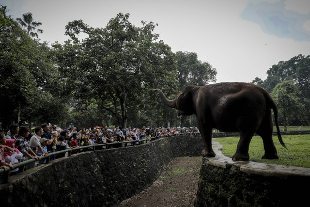 Pengunjung melihat Gajah saat berwisata di Taman Margasatwa Ragunan, Jakarta Selatan, Rabu (25/12/2024). Foto: Jamal Ramadhan/kumparan