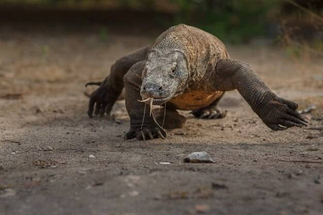 Sumber: Freepik // Komodo