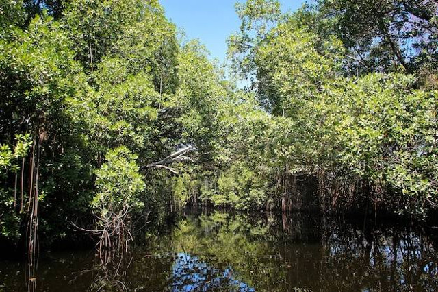 Sumber: Freepik // Hutan Mangrove