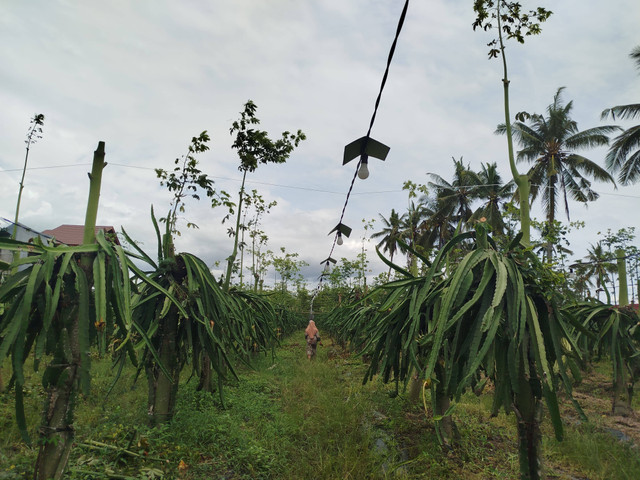 Kebun Buah Naga di Gurit Rogojampi, by Siti U'un Fitriyah