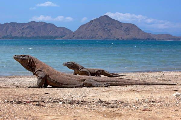 Ilustrasi Legenda Putri Komodo. Foto: Pexels.com/Jeffry S.S.