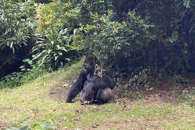 Satwa primitif Gorilla di Taman Margasatwa Ragunan, Jakarta, Kamis (26/12/2024). Foto: Alya Zahra/kumparan 