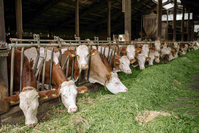 Photo by Yan Krukau: https://www.pexels.com/photo/cows-in-barn-eating-grass-5216150/