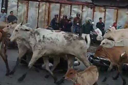 Gerombolan sapi masuk ke jalan raya di Makassar, Kamis (26/12/2024). Foto: Dok. Istimewa