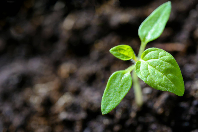 Ilustrasi Manfaat ragi untuk tanaman. Foto: Pexels.com/AS Photography