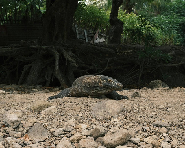 Ilustrasi Sejarah Pulau Komodo, Foto: Unsplash/Dhiemas Afif Febriyan