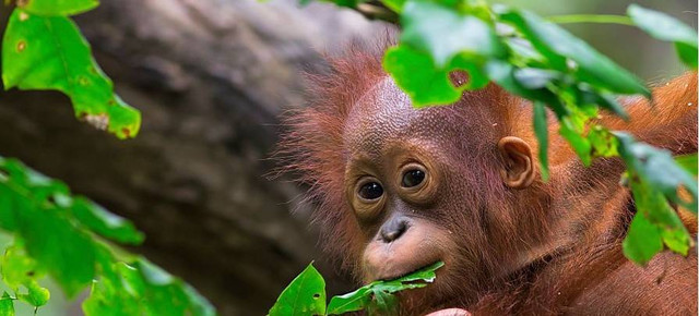 Gambar Orangutan Borneo (sumber: https://pixabay.com)