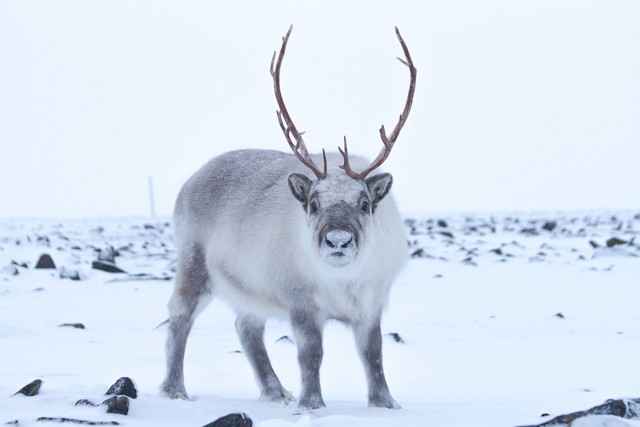 Rusa Kutub Svalbard (Rangifer tarandus platyrhynchus). Foto: Birgit Ryningen/Shutterstock