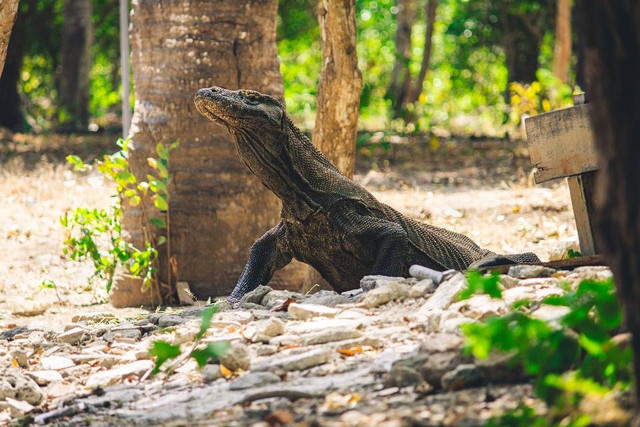 Ilustrasi Fakta unik komodo. Sumber foto ; Pixabay/ Andrea Maverick