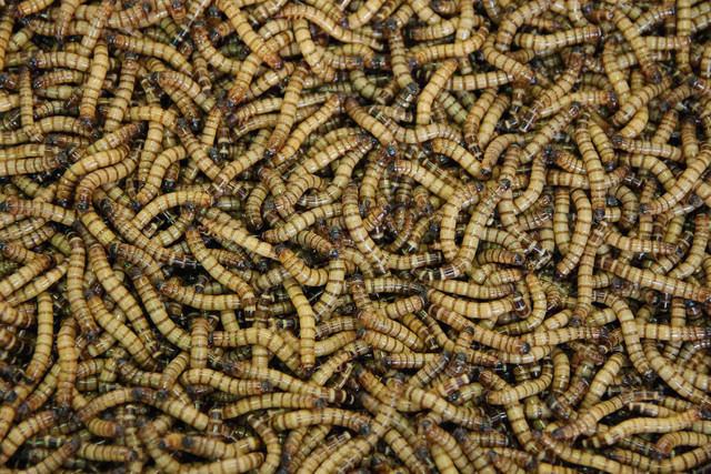 Maggot BSF (sumber: https://unsplash.com/photos/brown-rope-in-close-up-photography-fYENvMqIuCQ)