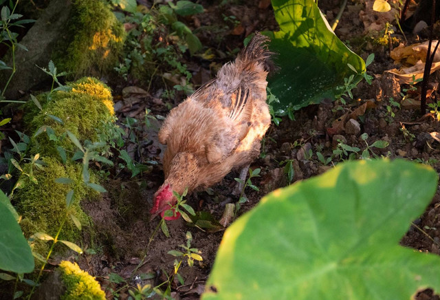 Ilustrasi penyebab kotoran ayam hijau, foto: unsplash/ran liwen