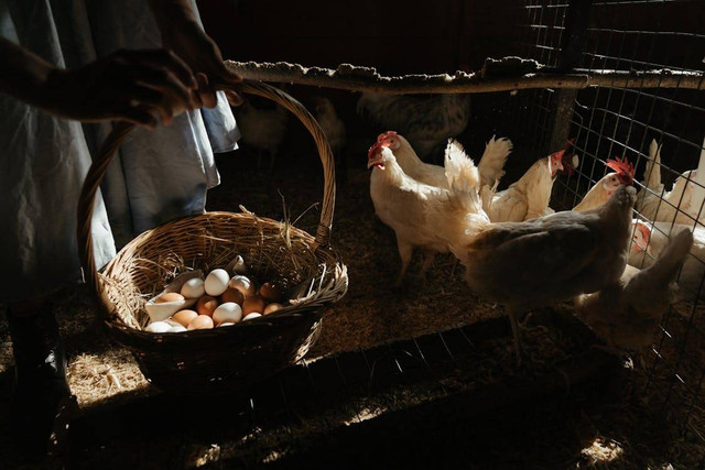 Ilustrasi Cara Fermentasi Kotoran Ayam Broiler agar Tanaman Subur, Foto: Pexels/cottonbro studio