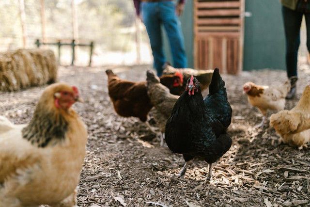 Ilustrasi Cara agar Kotoran Ayam Kering untuk Hasilkan Pupuk Berkualitas, Foto: Pexels/RDNE Stock project