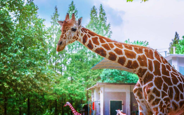 Tahun Baru Kebun Binatang Surabaya Buka atau Tutup. Foto hanya ilustrasi, bukan tempat sebenarnya. Sumber: pexels.com/Haugenzhays Zhang