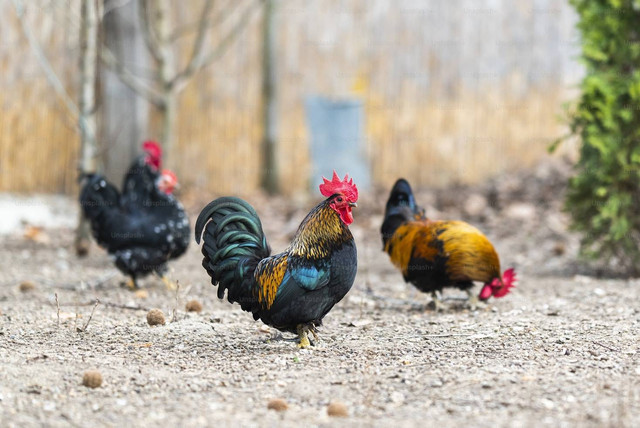 Ilustrasi Penyebab Kotoran Ayam Berwarna Coklat, Foto:Unsplash/Getty Images