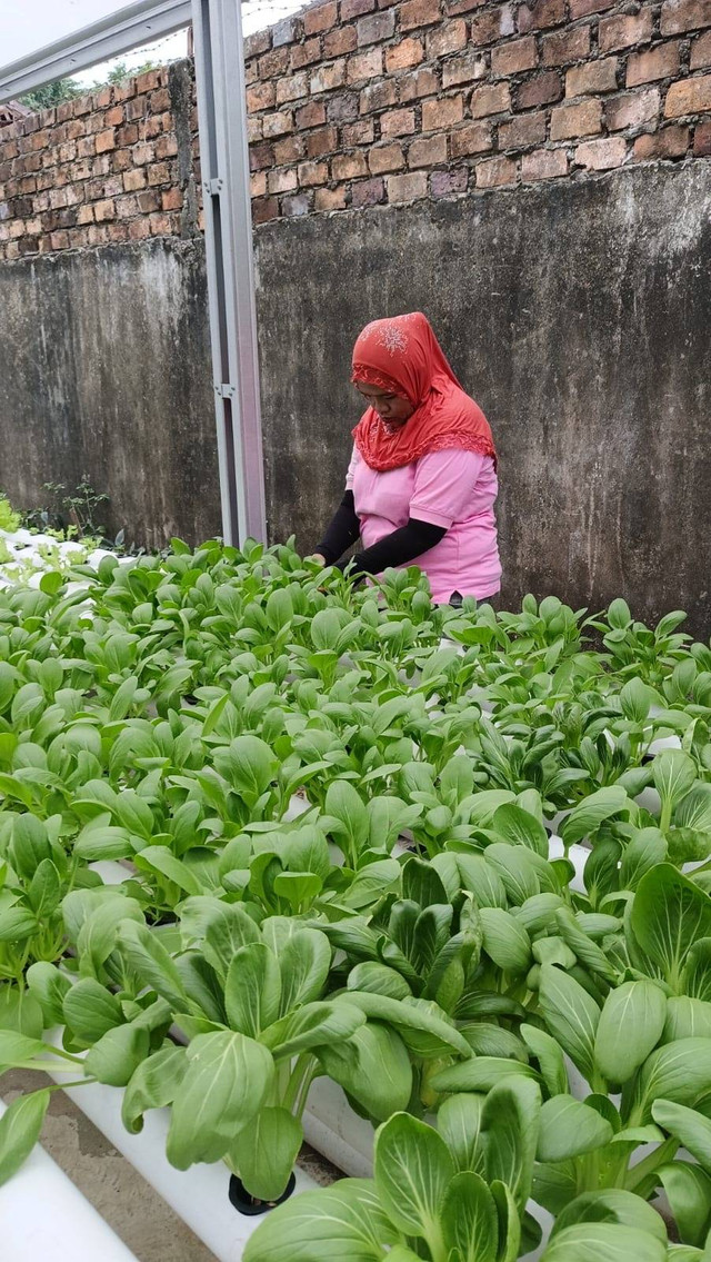 Bukti Nyata Keberhasilan Pembinaan Kemandirian, LPP Palembang Rutin Panen Pakcoy