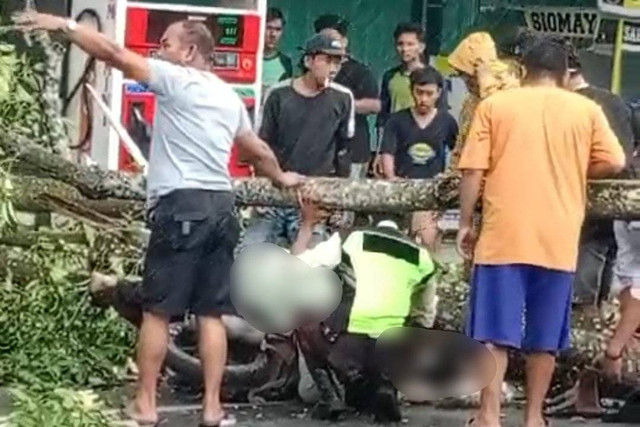 Pohon tumbang timpa dua warga di Kota Pangkalpinang, Provinsi Bangka Belitung, Senin (30/12/2024). Foto: kumparan