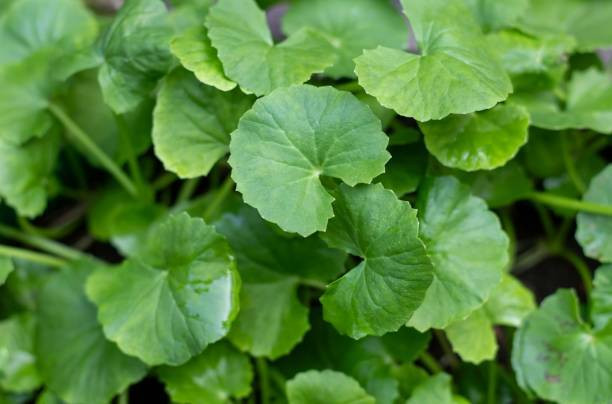 foto by: https://www.istockphoto.com/id/foto/closeup-tanaman-gotu-kola-atau-centella-asiatica-dengan-daun-juga-dikenal-sebagai-gm1965490362-558101960