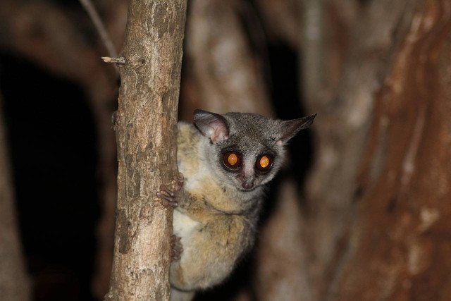 Tarsius yang sedang bertengger di batang pohon (sumber: https://pixabay.com/id/photos/mata-merah-tarsier-manis-tarsius-4680903/)