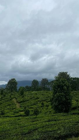 gunung mas bogor