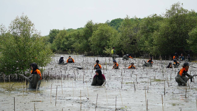 Disaster Management Center (DMC) Dompet Dhuafa telah menanam 7000 mangrove di pesisir Pulau Mangare, Desa Tanjung Widoro, Kecamatan Bungah, Kabupaten Gresik, Jawa Timur