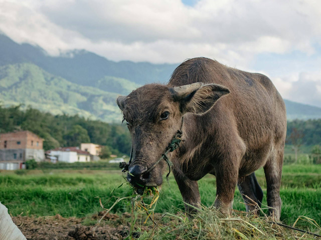 Puncak Kabun. Foto pemandangan salah satu nagari di Kabupaten Agam. Sumber: Unsplash/Hartanto Kosasih