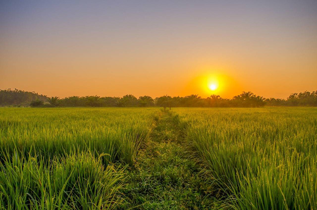 Ilustrasi manfaat belerang untuk tanaman padi, Foto: Pixabay/ery_digital