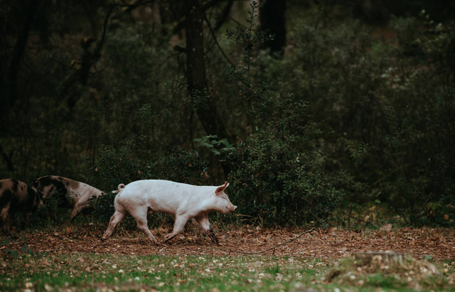 Kenapa babi haram dalam islam. Sumber: annie spratt/unsplash